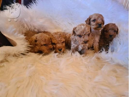 Κουτάβια Labradoodle